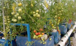 We give technical support on Aquaponics