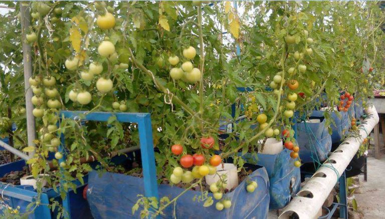 We give technical support on Aquaponics