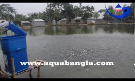 Automatic Fish Feeder| E-Fish Feeder| Smart Fish Feeder|E-fishery first time use in Bangladesh