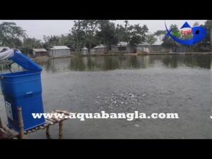 Automatic Fish Feeder| E-Fish Feeder| Smart Fish Feeder|E-fishery first time use in Bangladesh