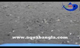 Automatic fish feeder for Bangladesh Aquaculture Industry