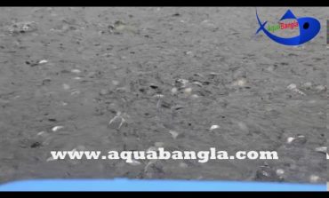 Automatic fish feeder for Bangladesh Aquaculture Industry