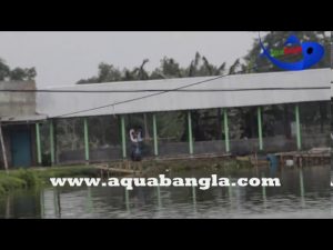 Automatic fish feeder use in Bangladesh to increase of fish production