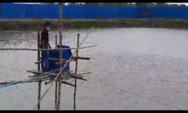 Automatic fish Feeder in Bangldesh
