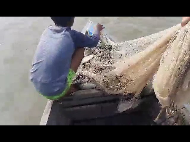 Fish harvest in a fish pond
